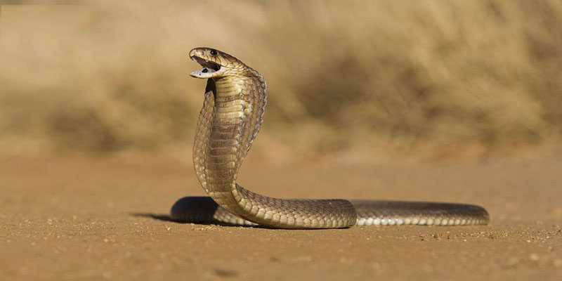 Giấc mơ thấy rắn nói chung thể hiện điềm báo may mắn